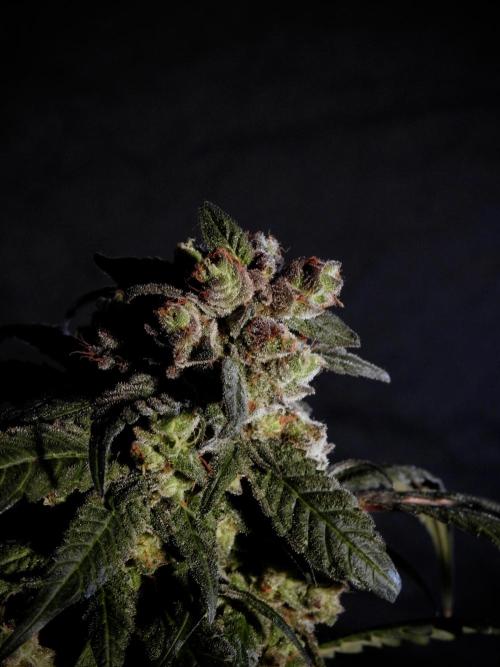 White Widow @Zamanesia-Playing classics. Week 12 - White Widow