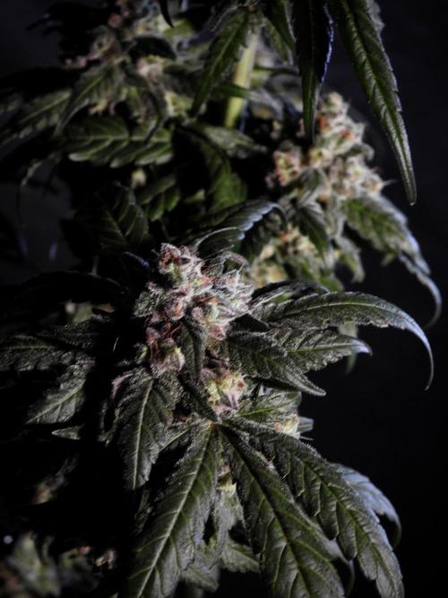 White Widow @Zamanesia-Playing classics. Week 12 - White Widow