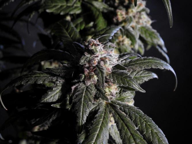 White Widow @Zamanesia-Playing classics. Week 12 - White Widow