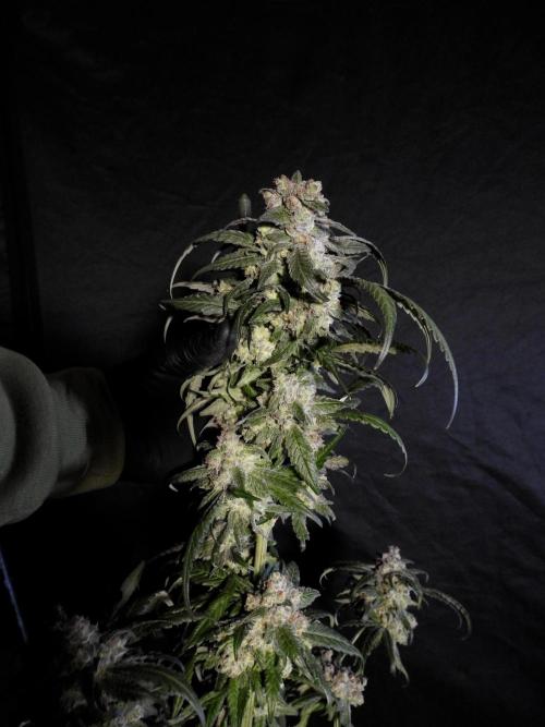 White Widow @Zamanesia-Playing classics. Week 12 - White Widow