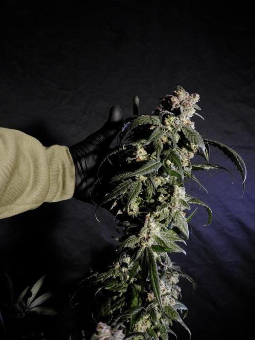 White Widow @Zamanesia-Playing classics. Week 12 - White Widow