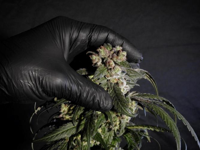 White Widow @Zamanesia-Playing classics. Week 12 - White Widow