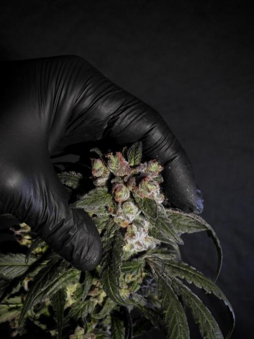 White Widow @Zamanesia-Playing classics. Week 12 - White Widow