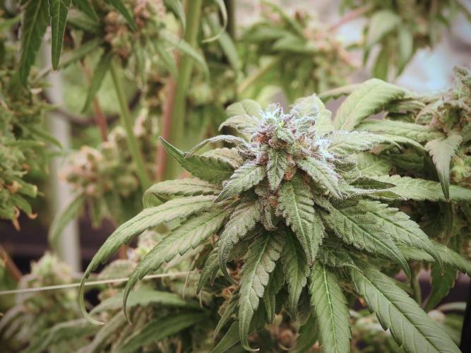 White Widow @Zamanesia-Playing classics. Week 12 - White Widow