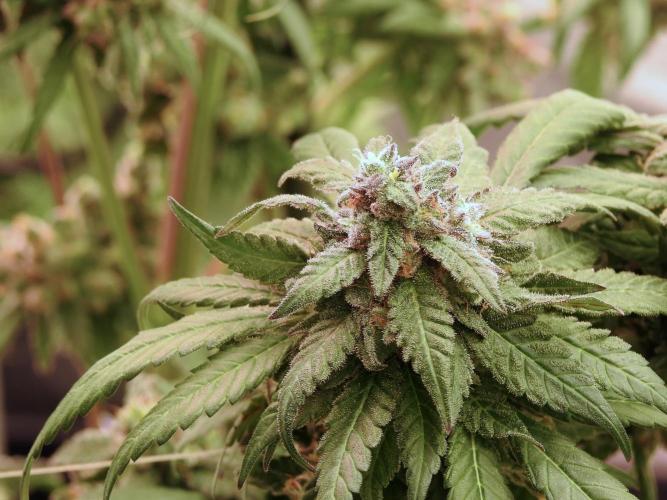 White Widow @Zamanesia-Playing classics. Week 12 - White Widow