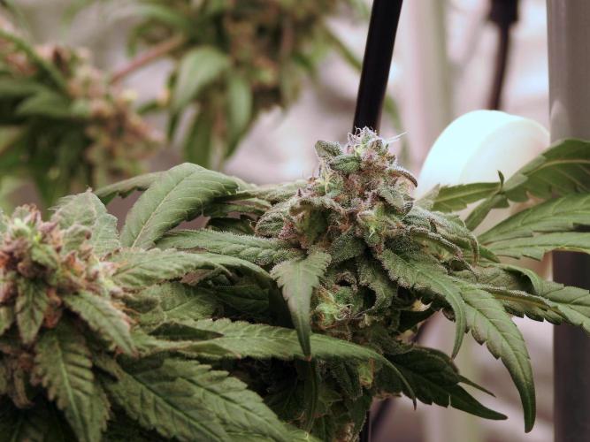 White Widow @Zamanesia-Playing classics. Week 12 - White Widow