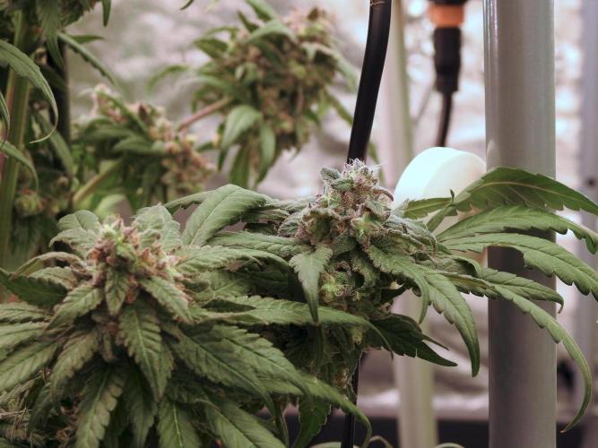 White Widow @Zamanesia-Playing classics. Week 12 - White Widow