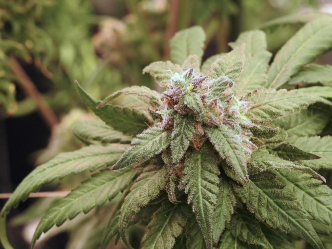 White Widow @Zamanesia-Playing classics. Week 12 - White Widow