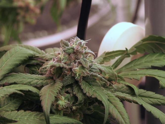 White Widow @Zamanesia-Playing classics. Week 12 - White Widow