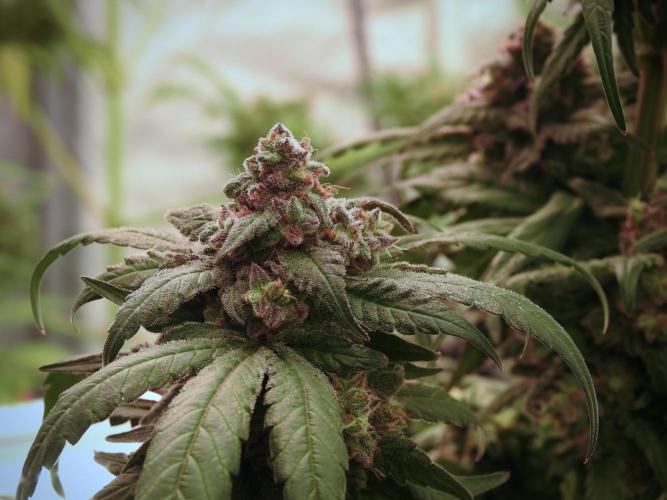 White Widow @Zamanesia-Playing classics. Week 12 - White Widow