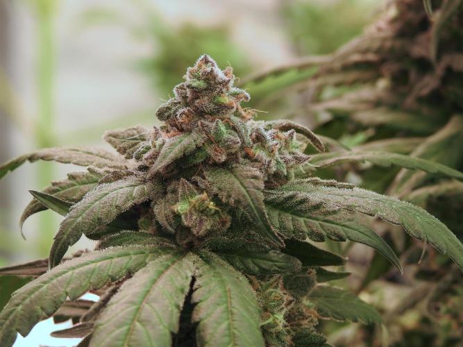 White Widow @Zamanesia-Playing classics. Week 12 - White Widow