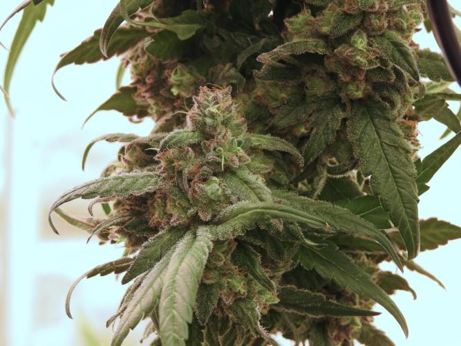 White Widow @Zamanesia-Playing classics. Week 12 - White Widow