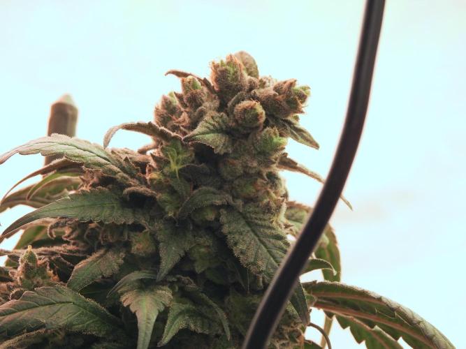 White Widow @Zamanesia-Playing classics. Week 12 - White Widow