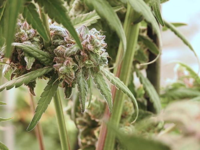 White Widow @Zamanesia-Playing classics. Week 12 - White Widow