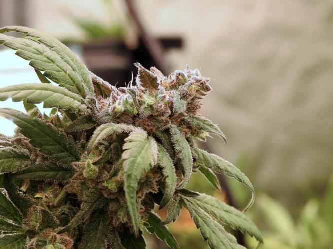 White Widow @Zamanesia-Playing classics. Week 12 - White Widow