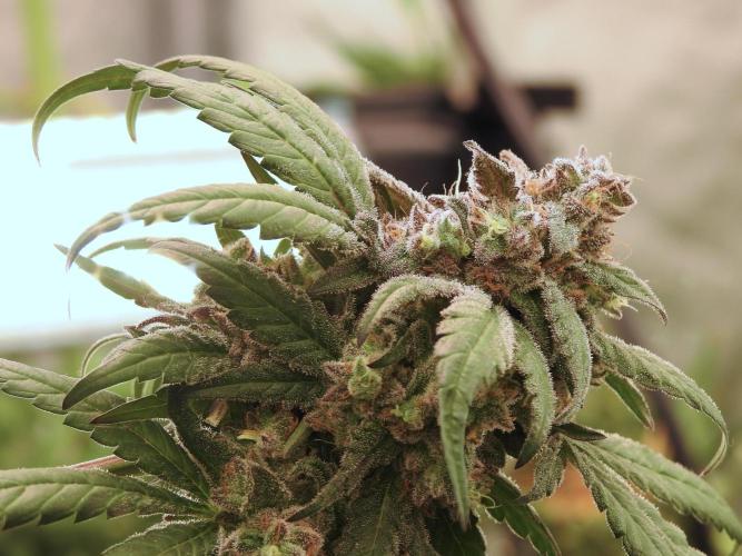 White Widow @Zamanesia-Playing classics. Week 12 - White Widow