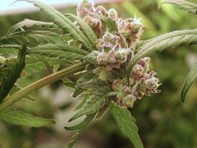 White Widow @Zamanesia-Playing classics. Week 12 - White Widow