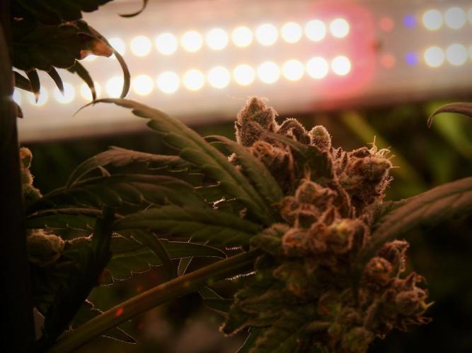 White Widow @Zamanesia-Playing classics. Week 12 - White Widow