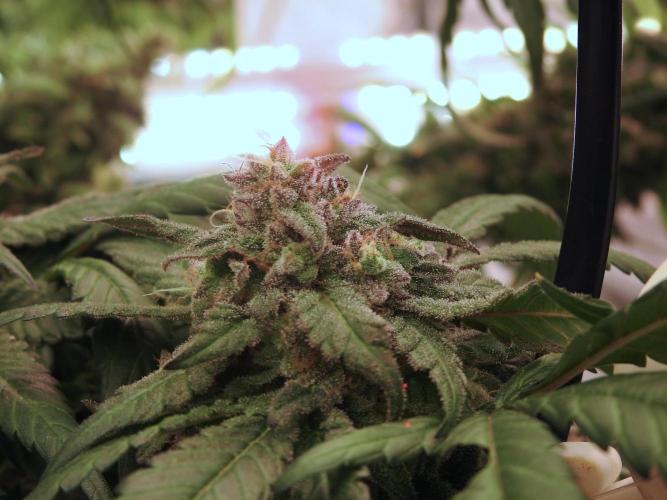 White Widow @Zamanesia-Playing classics. Week 12 - White Widow