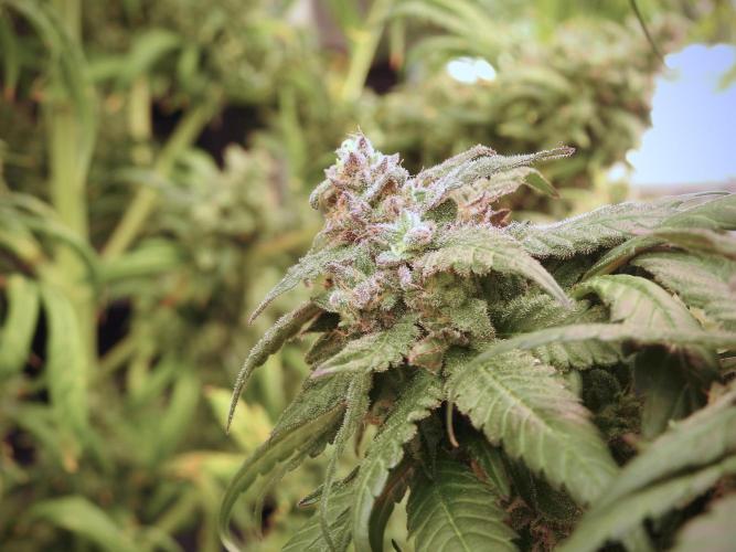 White Widow @Zamanesia-Playing classics. Week 12 - White Widow