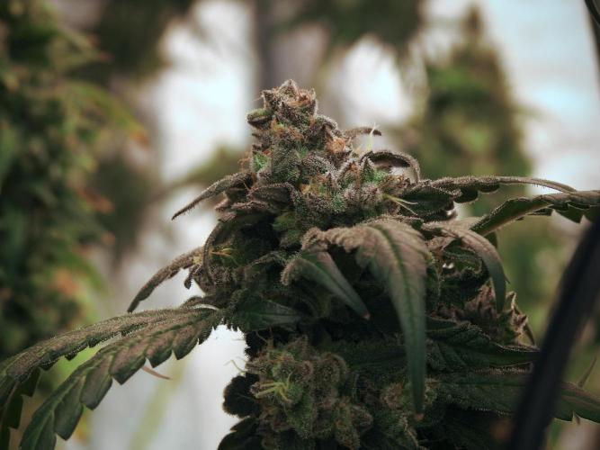 White Widow @Zamanesia-Playing classics. Week 12 - White Widow