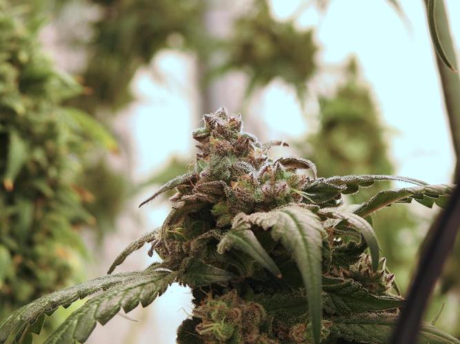 White Widow @Zamanesia-Playing classics. Week 12 - White Widow