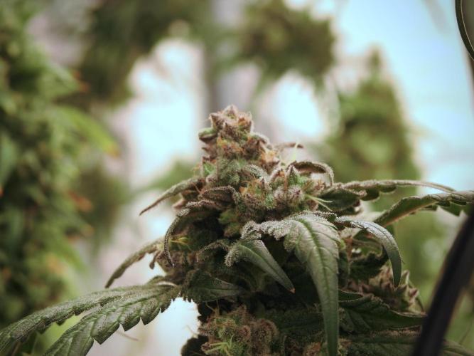 White Widow @Zamanesia-Playing classics. Week 12 - White Widow