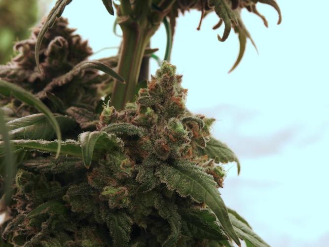 White Widow @Zamanesia-Playing classics. Week 12 - White Widow