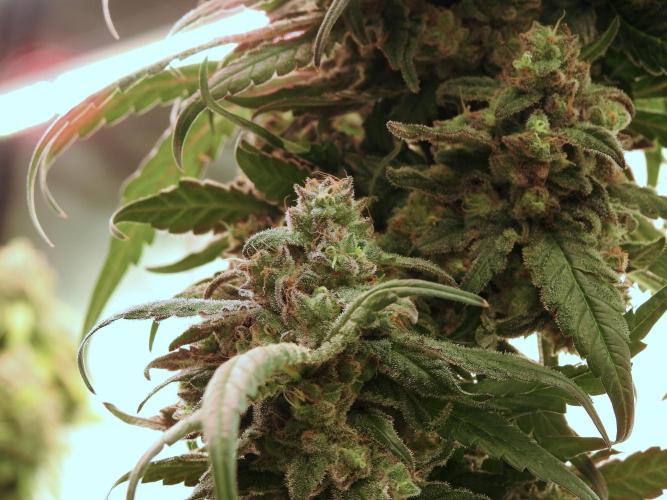 White Widow @Zamanesia-Playing classics. Week 12 - White Widow