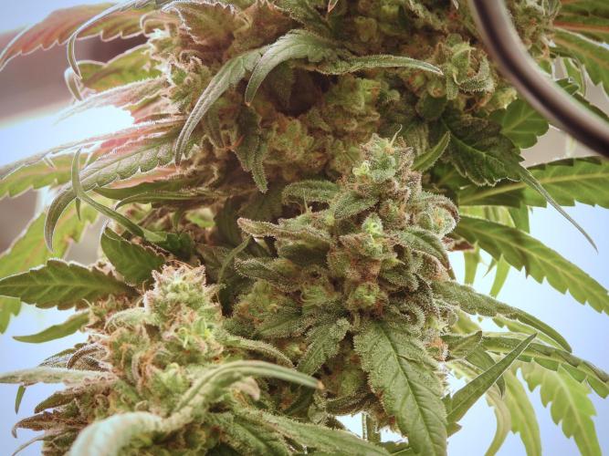 White Widow @Zamanesia-Playing classics. Week 12 - White Widow