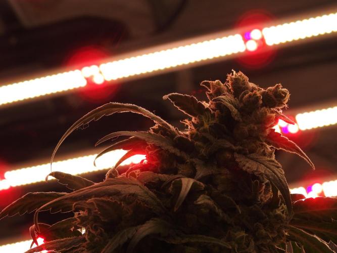 White Widow @Zamanesia-Playing classics. Week 12 - White Widow