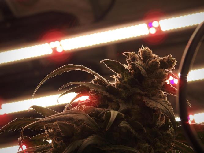 White Widow @Zamanesia-Playing classics. Week 12 - White Widow