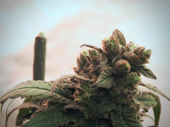 White Widow @Zamanesia-Playing classics. Week 12 - White Widow