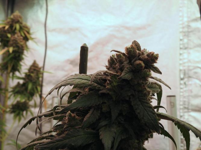 White Widow @Zamanesia-Playing classics. Week 12 - White Widow