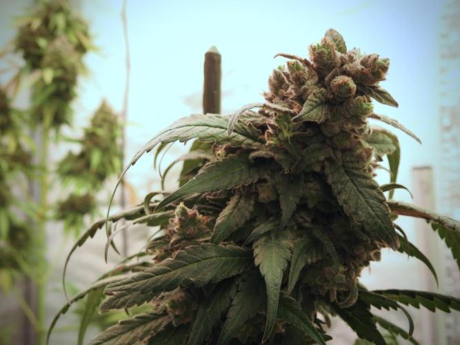 White Widow @Zamanesia-Playing classics. Week 12 - White Widow