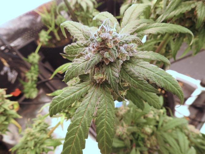 White Widow @Zamanesia-Playing classics. Week 12 - White Widow