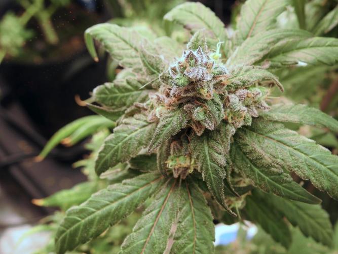 White Widow @Zamanesia-Playing classics. Week 12 - White Widow