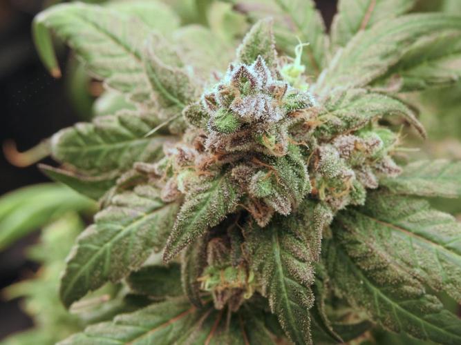 White Widow @Zamanesia-Playing classics. Week 12 - White Widow