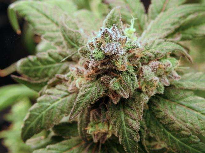 White Widow @Zamanesia-Playing classics. Week 12 - White Widow