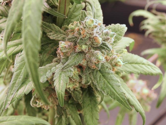 White Widow @Zamanesia-Playing classics. Week 12 - White Widow