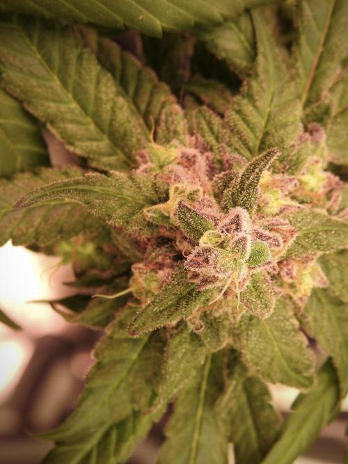 White Widow @Zamanesia-Playing classics. Week 12 - White Widow