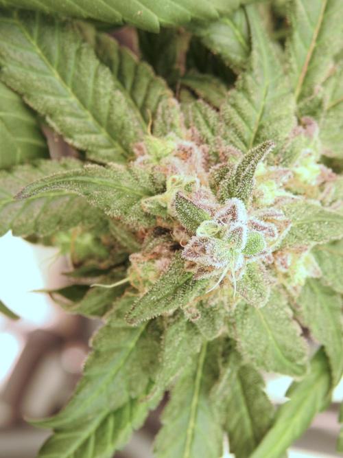 White Widow @Zamanesia-Playing classics. Week 12 - White Widow