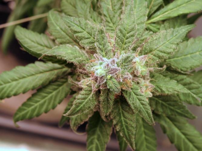 White Widow @Zamanesia-Playing classics. Week 12 - White Widow