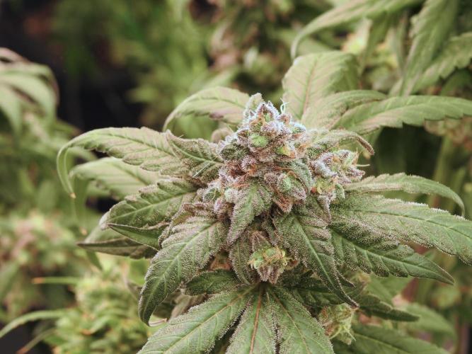 White Widow @Zamanesia-Playing classics. Week 12 - White Widow