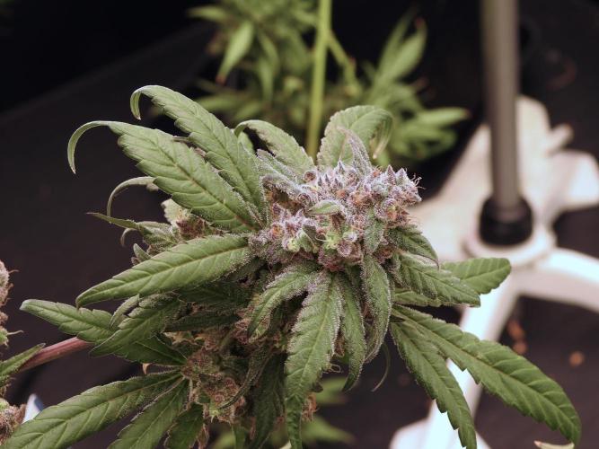 White Widow @Zamanesia-Playing classics. Week 12 - White Widow