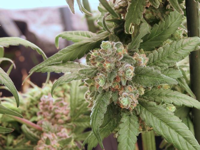 White Widow @Zamanesia-Playing classics. Week 12 - White Widow