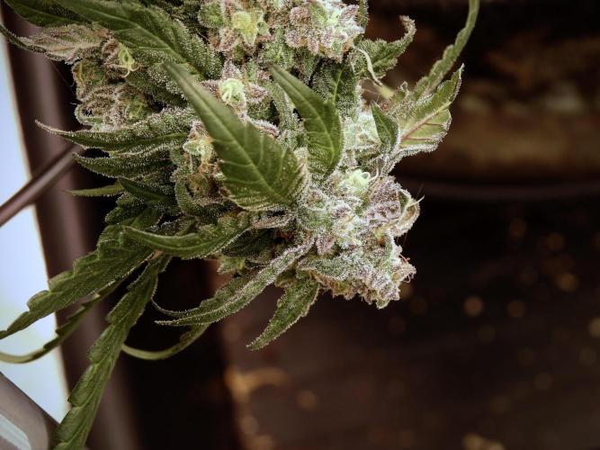 White Widow @Zamanesia-Playing classics. Week 12 - White Widow