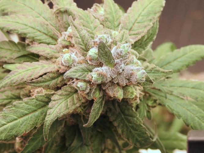 White Widow @Zamanesia-Playing classics. Week 12 - White Widow