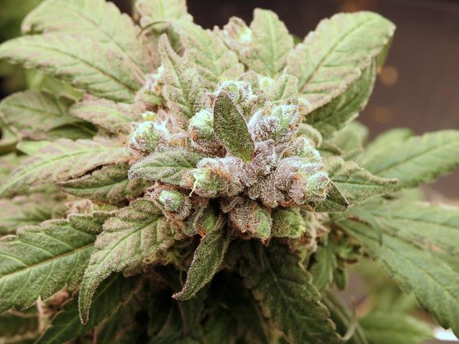 White Widow @Zamanesia-Playing classics. Week 12 - White Widow