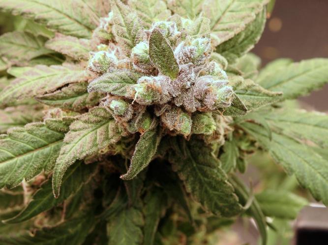 White Widow @Zamanesia-Playing classics. Week 12 - White Widow